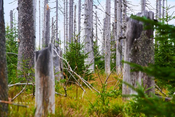 나무가 환경의 — 스톡 사진