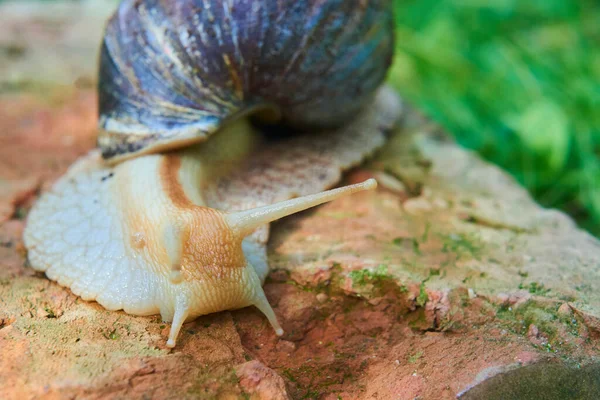 Lesma Caracol Rastejando Natureza Dia Verão — Fotografia de Stock