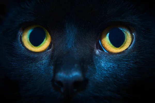 工作室里有一只黄色眼睛的黑毛猫 — 图库照片