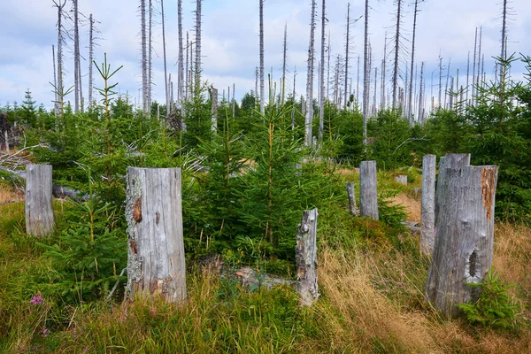 Abgeholzte Wälder Abgeholzte Flächen Entvölkerter Wald Verdorbene Umwelt — Stockfoto
