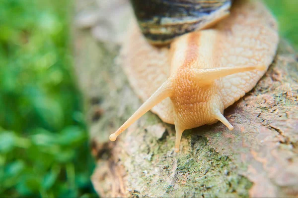 공원에 갈색의 나선형 달팽이 Helix Pomatia — 스톡 사진