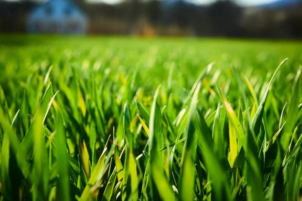 Campo Estivo Erba Verde Crescente Prato — Foto Stock