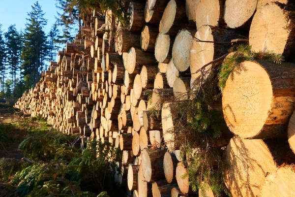 Pile Wooden Logs Stacked Together — Fotografia de Stock