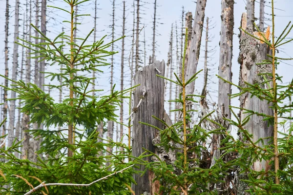 Wald Mit Trockenen Bäumen Klimawandel — Stockfoto