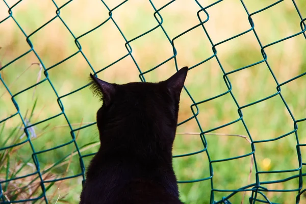 Siyah kedi çitin orada. 