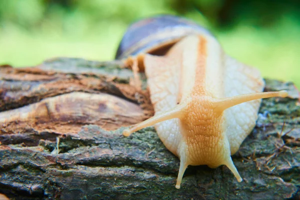 공원에 갈색의 나선형 달팽이 Helix Pomatia — 스톡 사진