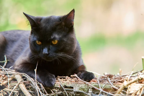 Purebred Black Fur Cat Outdoors Nature — Stockfoto