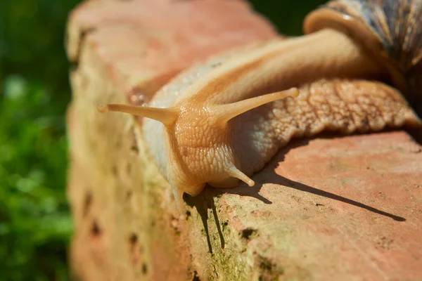 Parkta Sürünen Küçük Kahverengi Sarmal Salyangoz Helix Pomatia — Stok fotoğraf