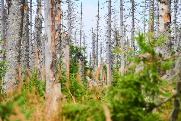 Bosque Con Árboles Secos Medio Ambiente Cambio Climático — Foto de Stock