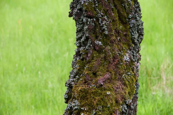 Tree Trunk Growing Green Grass — Stock fotografie