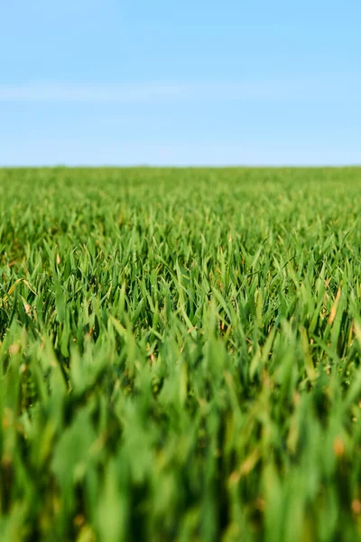 Growing Green Grass Filed Summer Meadow — Stock Photo, Image