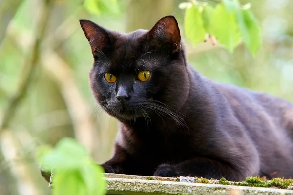 Gatto Pelliccia Nero Razza All Aperto Natura — Foto Stock