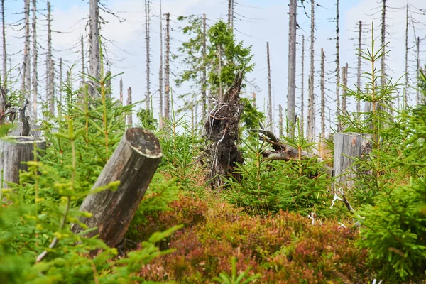 Forêt Environnement Changement Climatique — Photo