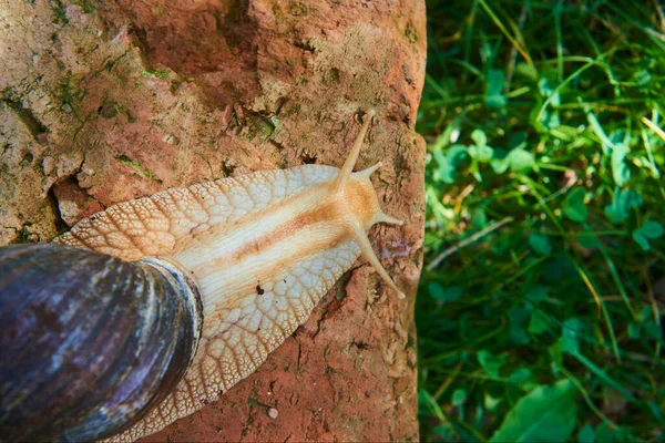 Plazící Malý Hnědý Šroubovice Šnek Parku Helix Pomatia — Stock fotografie