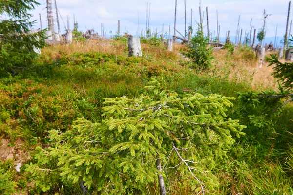 Forêt Abattue Zones Déboisées Forêt Dénudée Environnement Dégradé — Photo