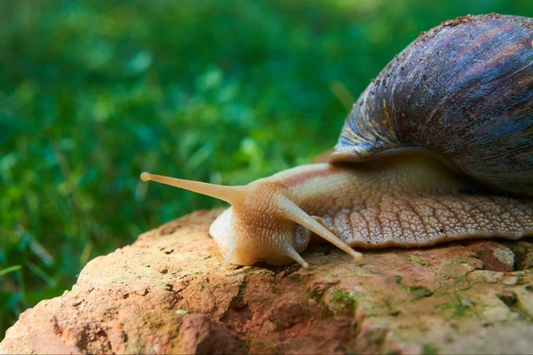 공원에 갈색의 나선형 달팽이 Helix Pomatia — 스톡 사진