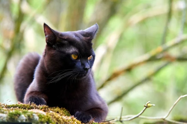 Puro Preto Pele Gato Livre Natureza — Fotografia de Stock