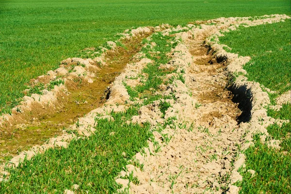 Landsbygd Fält Med Traktor Däck Rullas Marken Och Grönt Gräs — Stockfoto