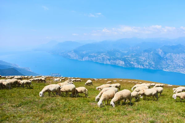 sheep and lamb animals in mountains green grass meadow, blue lake on background 