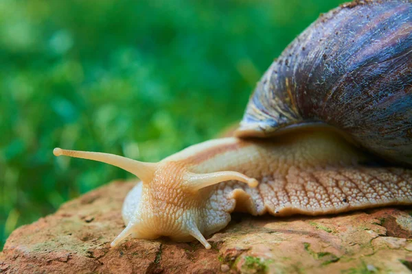 Crawling Brown Helix Snail Park — Stock Photo, Image