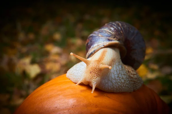 Brown Helix Snail Crawling Orange Pumpkin — Stock Photo, Image