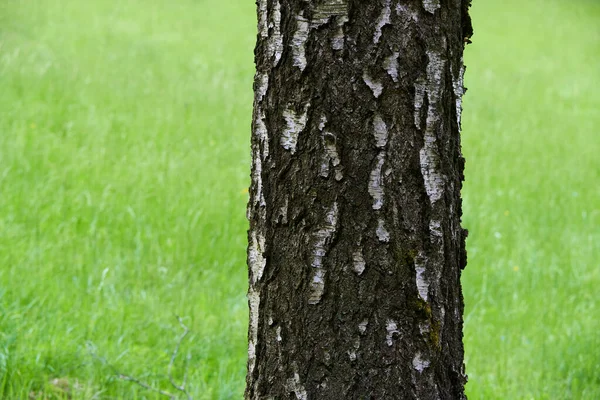 Kůra Stromů Rostoucí Zelené Trávníkové Pole Letní Příroda — Stock fotografie