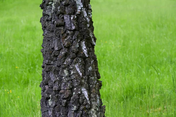 Träd Bark Växer Grönt Gräs Fält Sommar Natur — Stockfoto