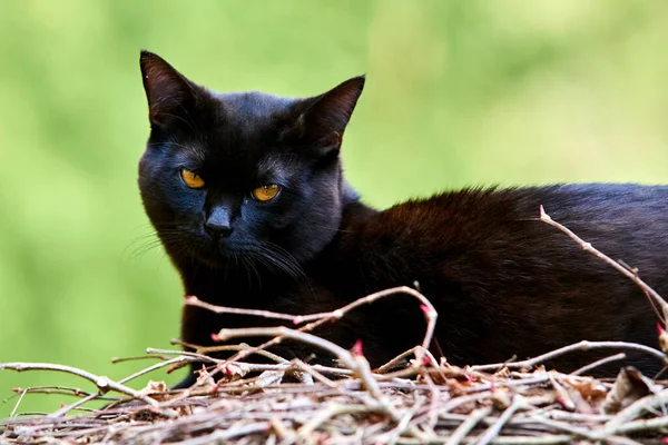 Rasowy Czarny Futro Kot Zewnątrz Przyrodzie — Zdjęcie stockowe