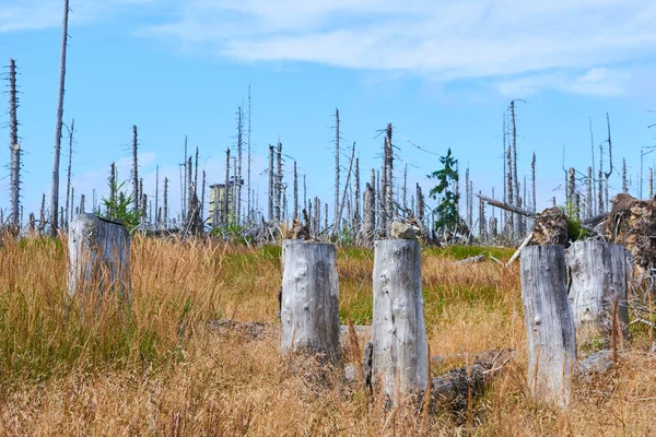 felled forest, deforested areas, Forest denuded, environment spoiled