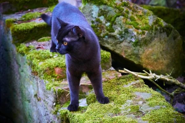 外面绿草丛中的黑毛猫 — 图库照片