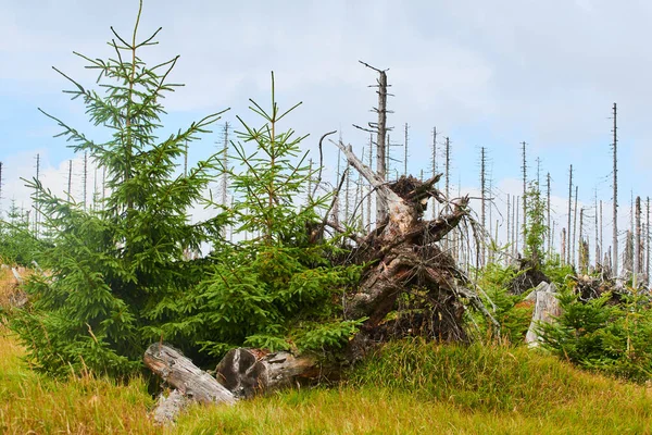 Árboles Verano Bosque Follaje Naturaleza — Foto de Stock