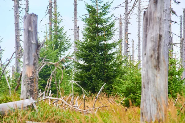 Forêt Avec Arbres Secs Environnement Changement Climatique — Photo