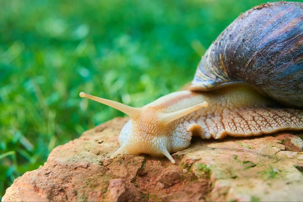 Σέρνεται Μικρό Καφέ Σαλιγκάρι Helix Στο Πάρκο Helix Pomatia — Φωτογραφία Αρχείου