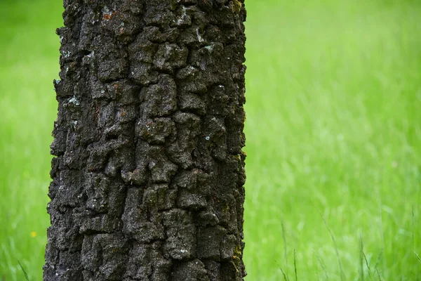 Kůra Stromů Rostoucí Zelené Trávníkové Pole Letní Příroda — Stock fotografie