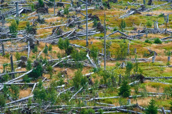 felled forest, deforested areas, Forest denuded, environment spoiled