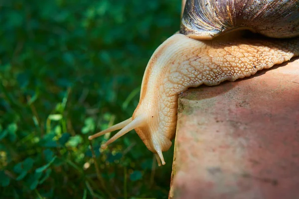 在公园里爬行的小褐色螺旋蜗牛 — 图库照片