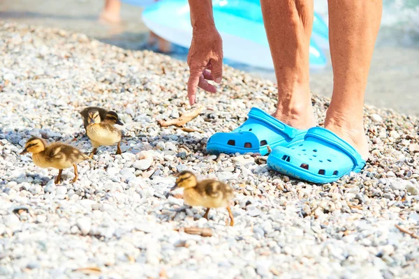 Ducks Family Beach Male Legs — Fotografia de Stock