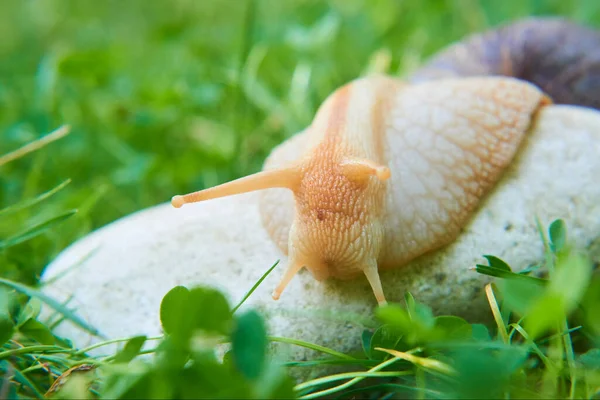 Limace Escargot Dans Nature Jour Été Helix Pomatia — Photo