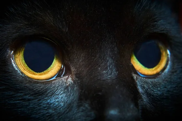 工作室里有一只黄色眼睛的黑毛猫 — 图库照片