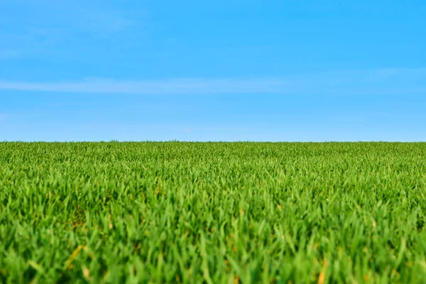 Champ Herbe Verte Croissance Ciel Bleu Prairie — Photo