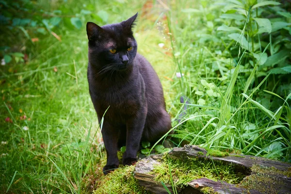 Chat Noir Dans Prairie Herbe Verte — Photo