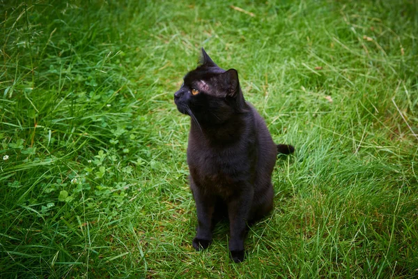 绿草地上的黑猫 — 图库照片