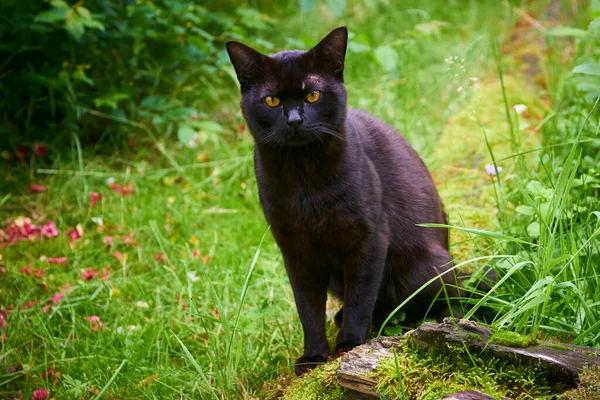 外面绿草丛中的黑毛猫 — 图库照片