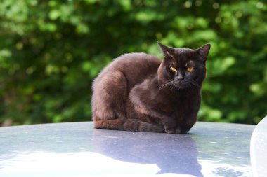 Siyah kedi arabanın çatısında. 