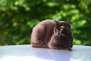 Siyah kedi arabanın çatısında. 