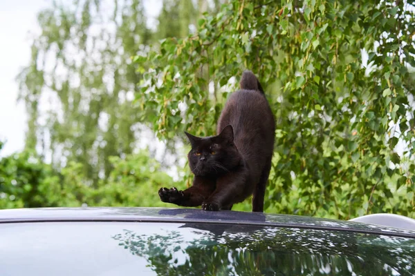 汽车房顶上的黑猫 — 图库照片