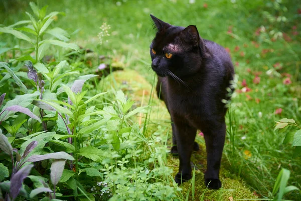 Черный Мех Кошки Открытом Воздухе Зеленой Траве — стоковое фото