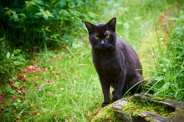 Чорний Хутровий Кіт Відкритому Повітрі Зеленій Траві — стокове фото