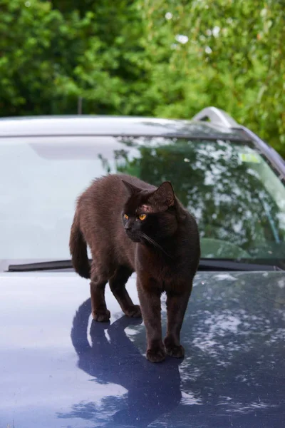 black cat outdoors on car roof