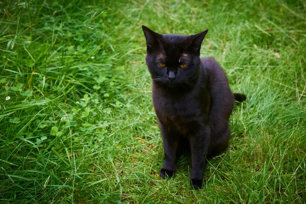 Czarny Kot Zielonej Trawie Łąka — Zdjęcie stockowe